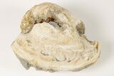 Fossil Clam with Fluorescent Calcite Crystals - Ruck's Pit, FL #191775-1